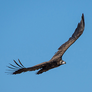 Cinereous vulture